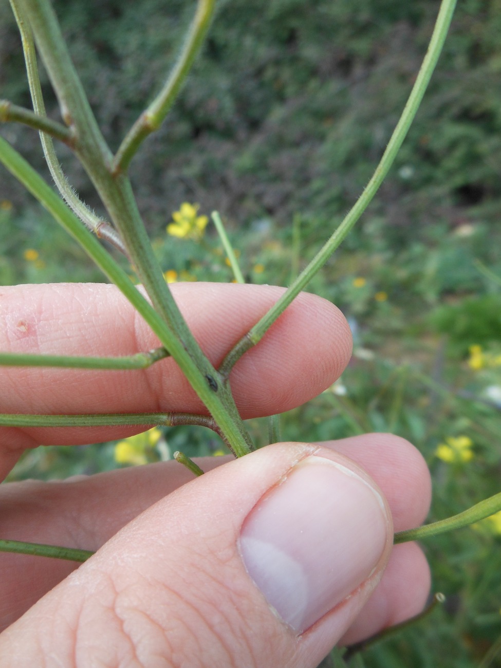 Sisymbrium orientale L. / Erba cornacchia orientale